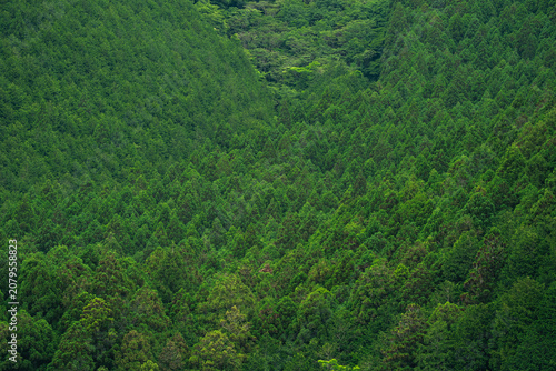 Forest green valley tree mo...