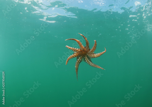 Fotografie pulpo bajo el agua vista ventral