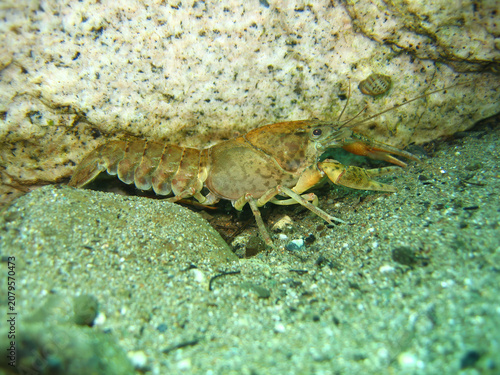 samastacus, cangrejo de agua dulce