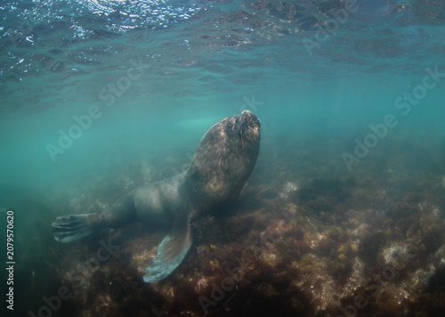 Lobo marino de dos pelos macho bajo el agua.