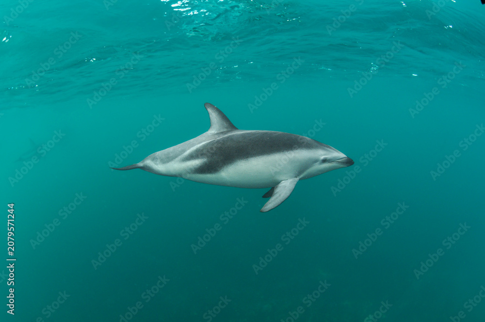 Fototapeta premium Delfin oscuro bajo el agua