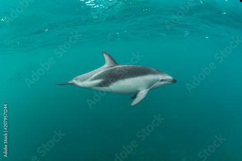 Delfin oscuro bajo el agua