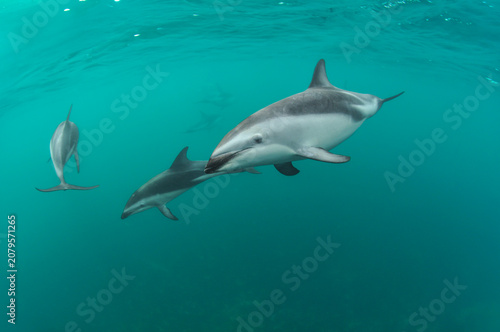 Delfines oscuros
