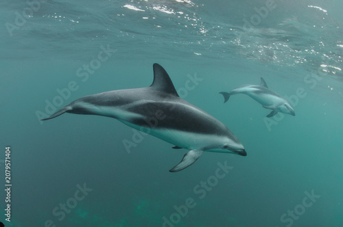 Delfin oscuro