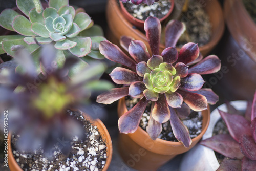Quadro su tela Colorful Succulent Collection in Terracotta Pots with Soft Natural Light