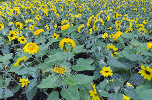 Blühendes Sonnenblumenfeld mit leuchtend gelben Blüten im Sommer