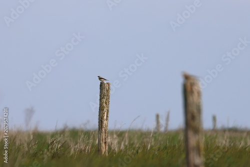 Foto wheatear