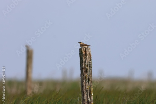 Quadro su tela wheatear