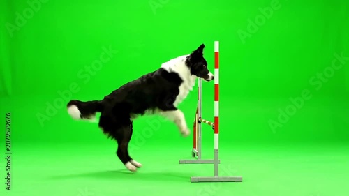 Agile border collie leaping over obstacle during dog agility training on green screen