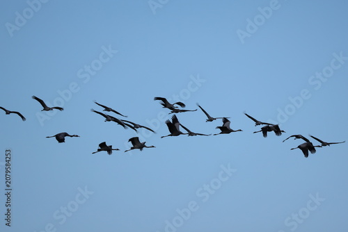 Common Crane (Grus grus)