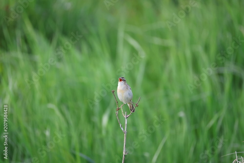 Sedge warbler (Acrocephalus schoenobaenus, Schilfrohrsänger)