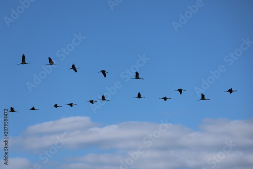 Common Crane (Grus grus)