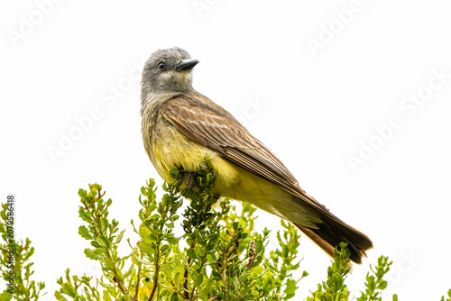 Cassin's Kingbird (Tyrannus vociferans), Perched