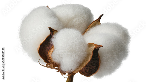 Foto Isolated fluffy white cotton plant boll with brown husks, natural textile raw ma
