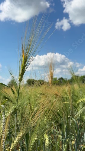 Ears of wheat, vertical video.