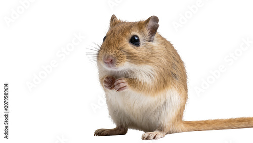 Isolated full length shot of a cute golden brown gerbil standing with paws together