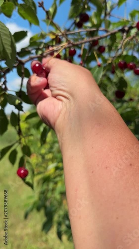 Hand picking cherries, vertical video.