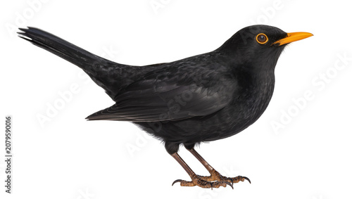 Tableau sur toile Isolated majestic common blackbird with vibrant orange beak and yellow eyes in d