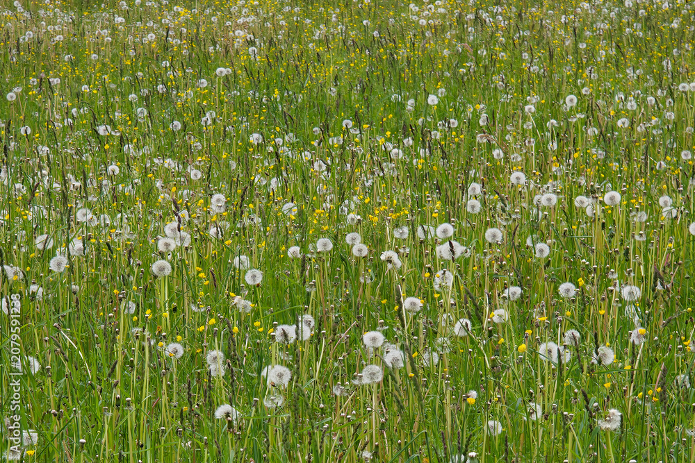 Fototapeta premium Dandelion Seed Heads and Wildflowers Covering a Green Summer Meadow in Rural Latvia Landscape