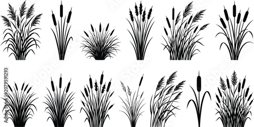 Obraz na plátně Premium Marsh Reed Grass Silhouette Collection Isolated Botanical Vector Design