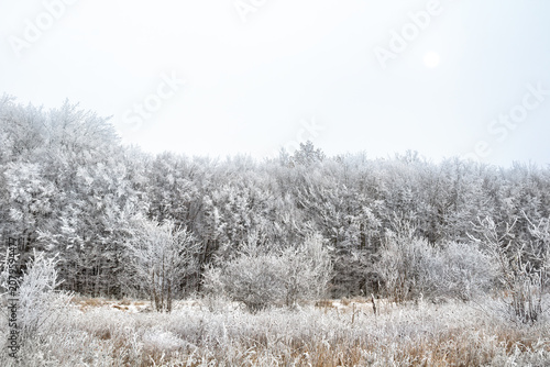 Winter forest with frosted clearing covered in hoarfrost