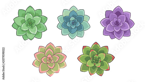 Cuadro en lienzo Top view succulent rosette set in colorful hand drawn vector style