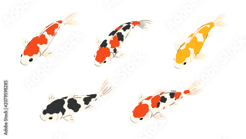 Obraz na płótnie Five koi carp fish illustrations isolated on white background