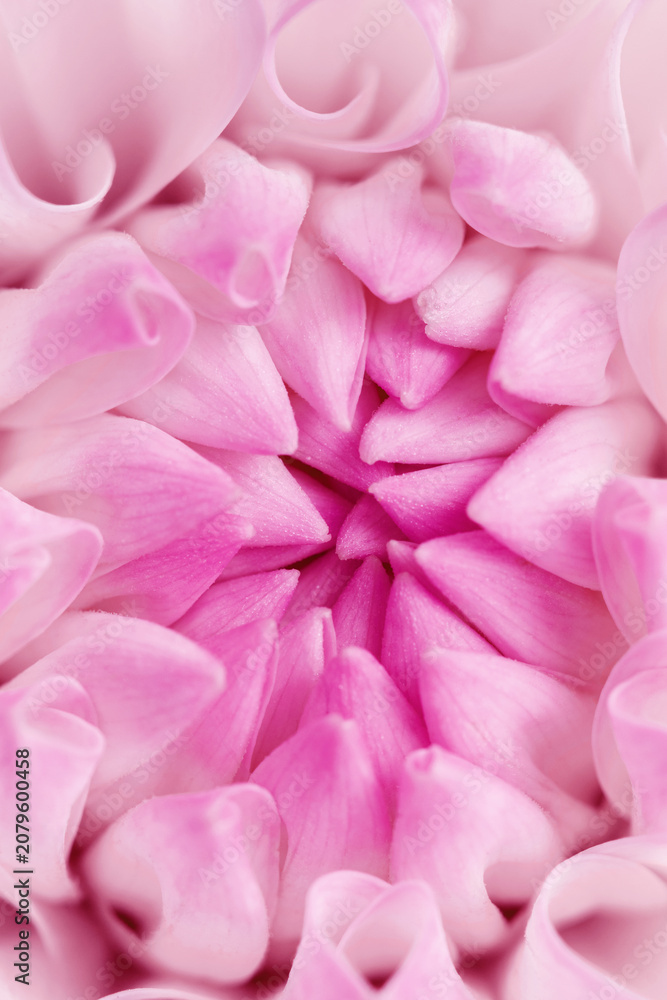 Obraz premium Macro view of delicate pink dahlia flower with soft petals forming natural symmetry spiral composition. Scenic view of gentle gradients, smooth textures, natural floral elegance, botanical aesthetics.