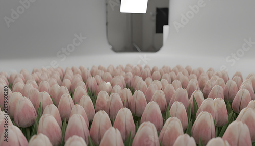 Close Up of Soft Pink Tulip Buds with Mirror Reflection in Elegant Interior