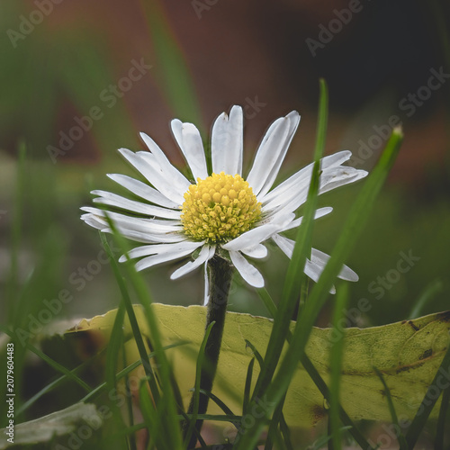 Foto A delicate white daisy with a yellow center stands in vibrant green grass