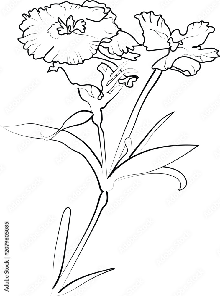 Fototapeta premium Sweet william flower line drawings, hand-painted Sag flower wall art, Sweet william flowers botanical wall art, simple Sweet william outline Sag flower drawing, Sweet william line