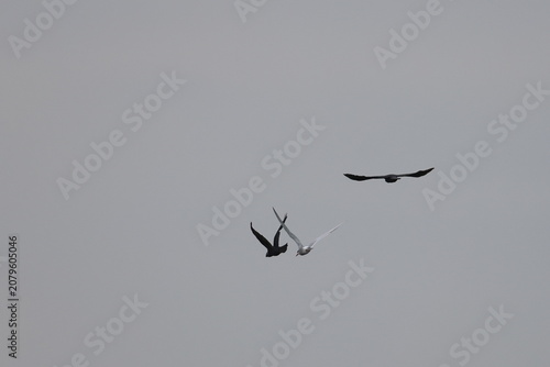 Fotografie jackdaw and tern