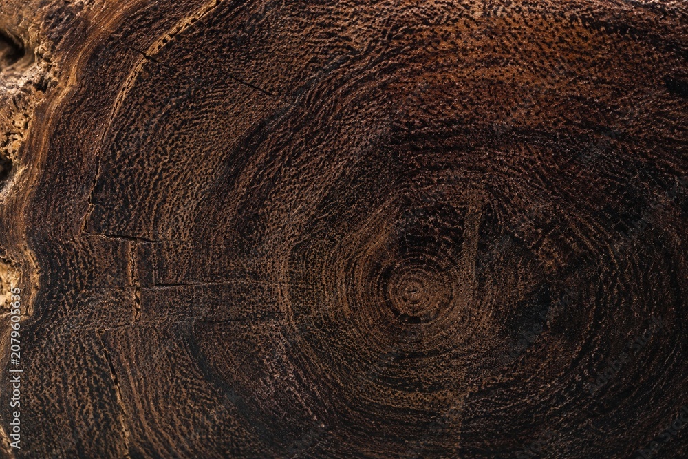 Fototapeta premium Close-up of ironwood cross-section showing dense grain patterns.