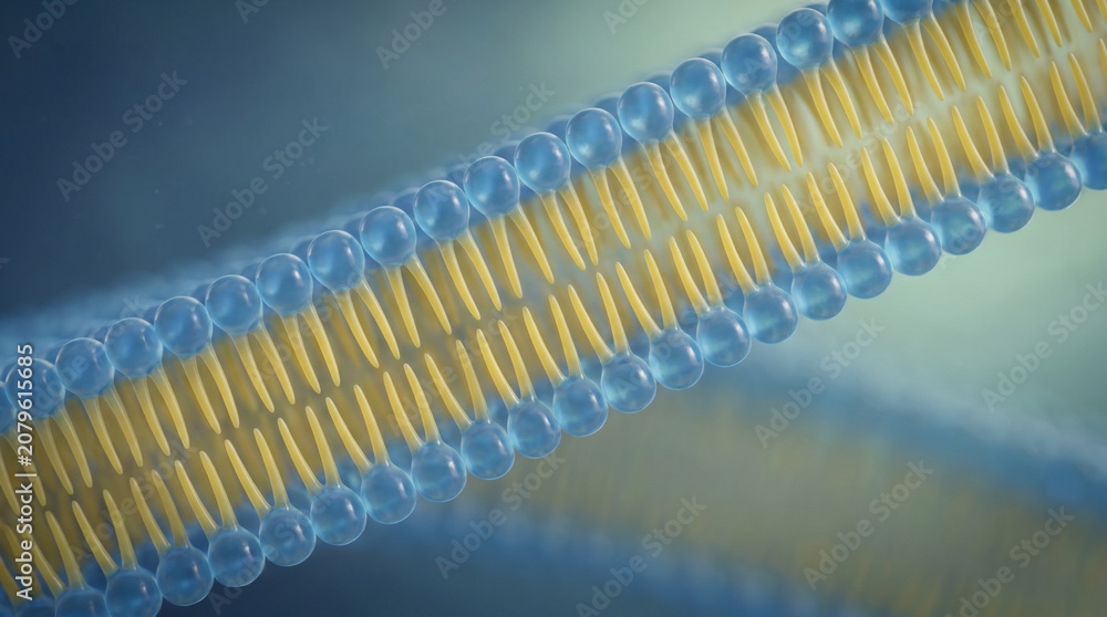 Fototapeta premium Curved Lipid Membrane Cross Section Showing Selective Barrier Depth