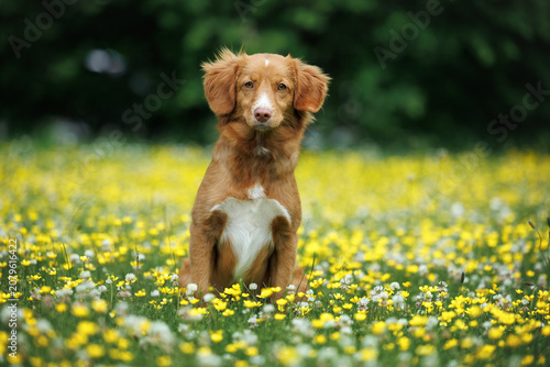 Fotografie nova scotia duck tolling retriever dog sitting on a meadow with blooming yellow