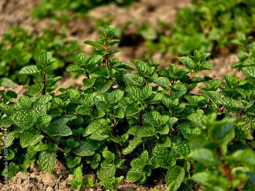 Foto Spearmint, or spear mint plant growing in home garden, Spearmint (Mentha spicata
