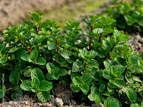 Tableau sur toile Spearmint, or spear mint plant growing in home garden, Spearmint (Mentha spicata
