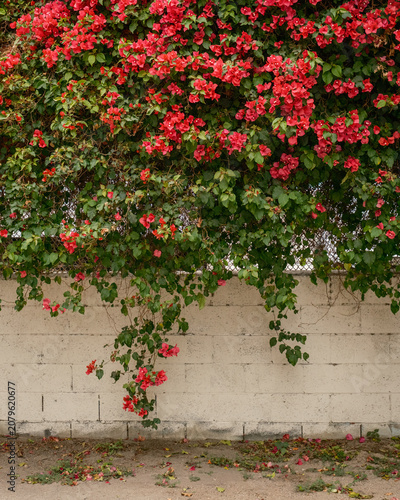 Red bougainvillea in the Arts District, Los Angeles, California