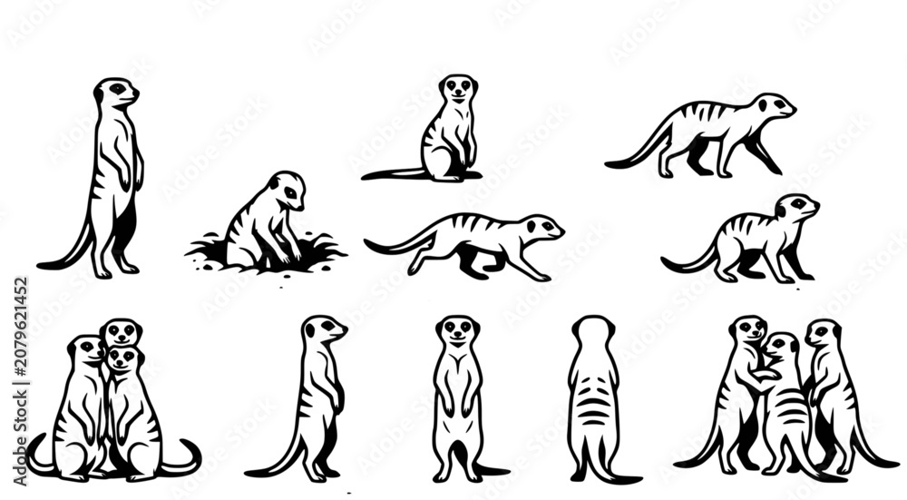 Fototapeta premium Detailed meerkat family vector collection featuring adult and baby meerkats in different stances and social interactions for wildlife conservation graphics or educational animal character design