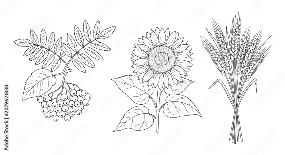 Obraz premium Detailed botanical sketches showcase a branch of rowan berries with leaves, a large blooming sunflower, and a bundle of ripe wheat stalks.