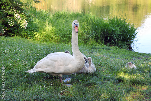 Fotografie Mute swan (Cygnus olor), species of swan and member of family Anatidae within waterfowl order