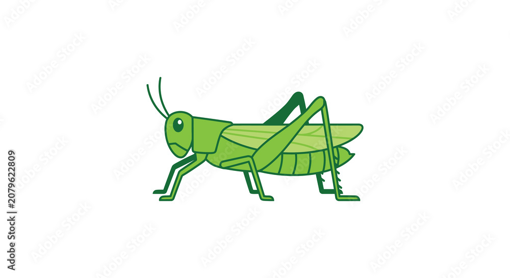 Fototapeta premium Green grasshopper illustration with detailed legs flat vector silhouette