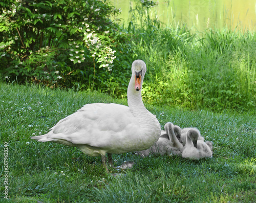 Foto Family of Mute swan (Cygnus olor) with cygnets on pond shore of Frank Melville Park