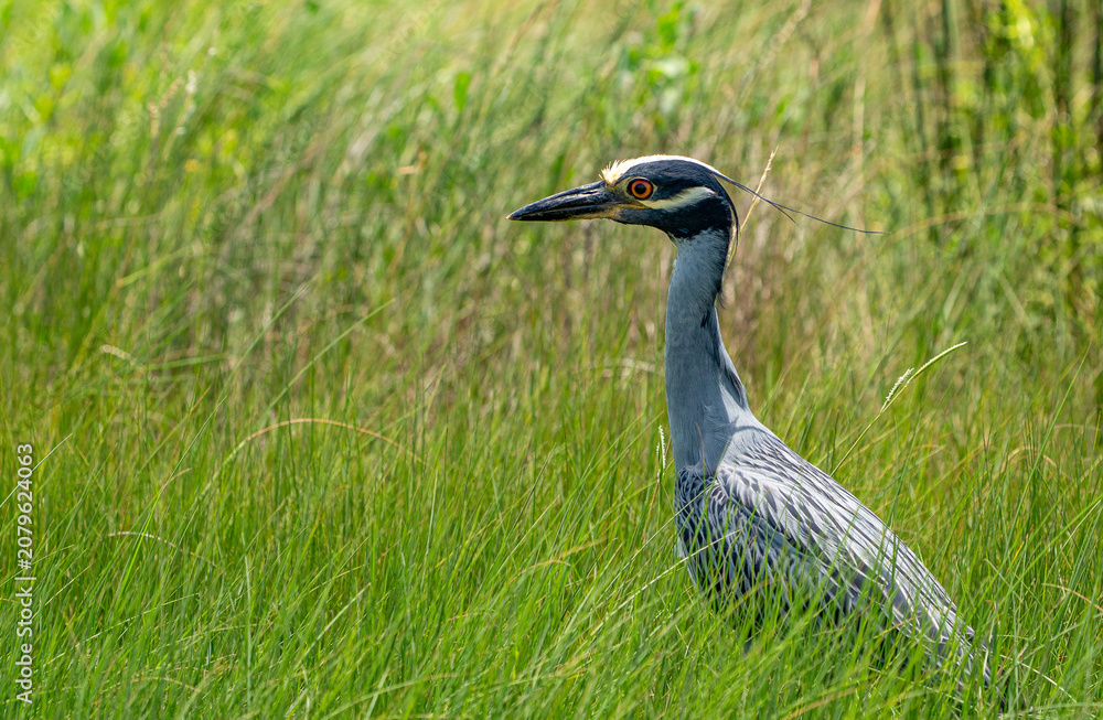 Obraz premium yellow crowned night heron
