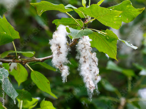 Quadro su tela Poplar fluff is poplar seeds, each of which is tiny, about 1-2 mm, but surrounde