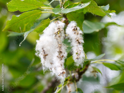 Bild auf Leinwand Poplar fluff is poplar seeds, each of which is tiny, about 1-2 mm, but surrounde