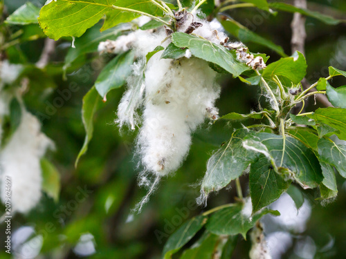Canvastavla Poplar fluff is poplar seeds, each of which is tiny, about 1-2 mm, but surrounded by a bundle of thin white threads made of pure cellulose