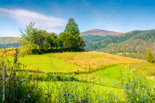 rural scene in carpathian mountain landscape. summer countryside view with rolling hills in lush green grass. forested slopes in the distance