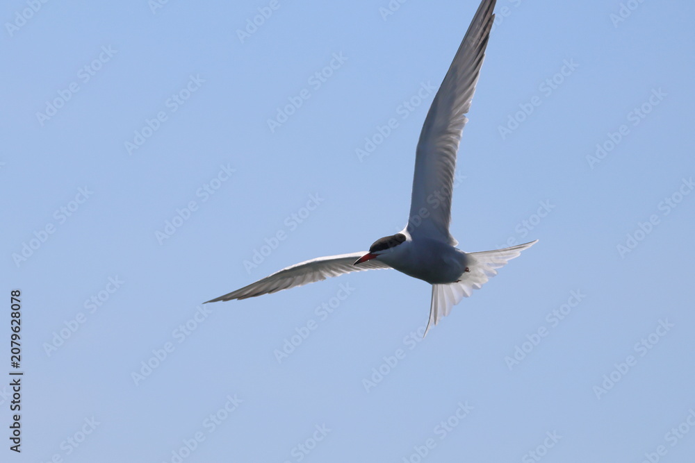 Fototapeta premium common tern