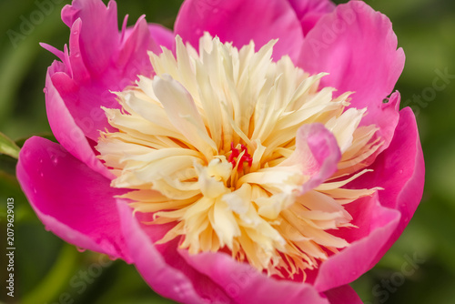 A beautiful peony flower after the rain. Paeoniaceae are herbaceous perennials or deciduous shrubs, loved for their extravagant, early summer blossoms.
